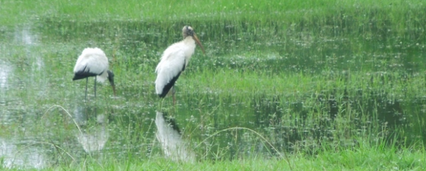 Cranes at TK Basin June 2012 Courtesy of Gib Coerper