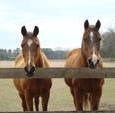 www.millcreekfarm.org We are open to the public every Saturday from 11am-3pm   Admission is 2 Carrots! Retirement Home for Horses at Mill Creek Farm is a not for profit equine sanctuary located […]